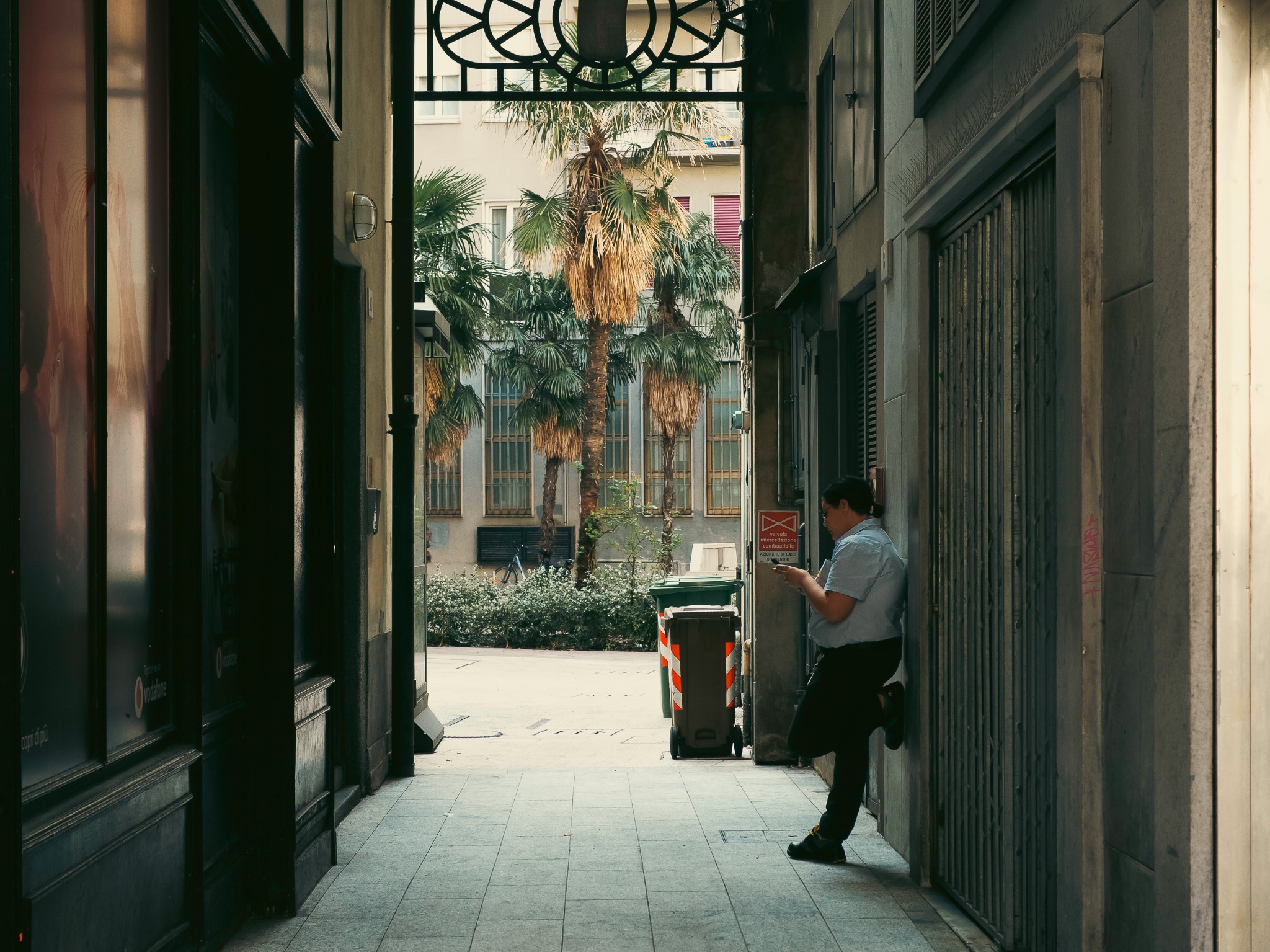 Immagine introduttiva con palma